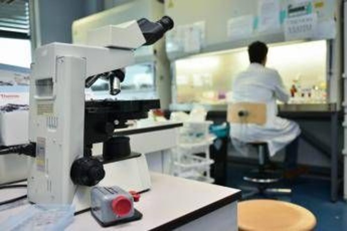 Alzheimer, ecco le cellule che possono 'pulire' il cervello: lo studio