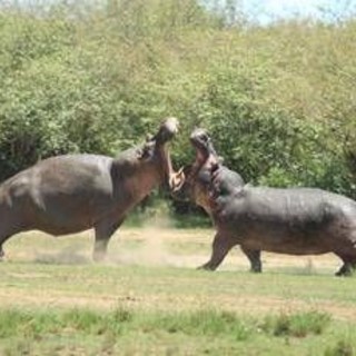 La Colombia abbatterà 'gli ippopotami di Pablo Escobar': il caso La Colombia abbatterà 'gli ippopotami di Pablo Escobar': il caso