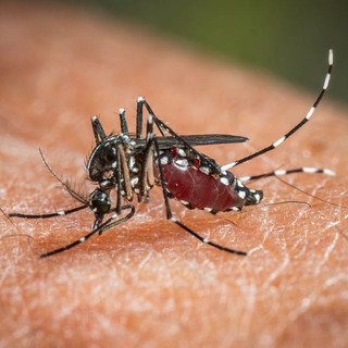 West Nile, da inizio anno 173 casi e 11 decessi in Italia