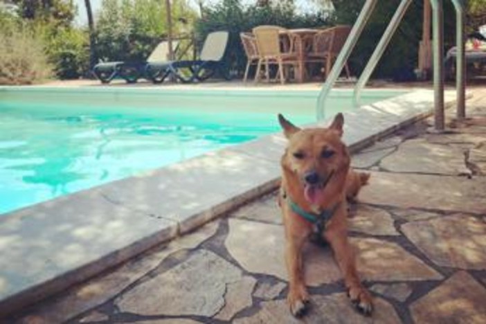 Giornata internazionale del cane, i consigli per viaggiare pet-friendly in Italia e all’estero Giornata internazionale del cane, i consigli per viaggiare pet-friendly in Italia e all’estero