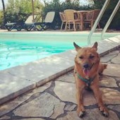 Giornata internazionale del cane, i consigli per viaggiare pet-friendly in Italia e all’estero