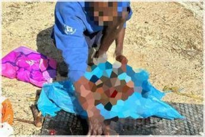 Orrore a Sezze, uccide e seziona un cane: guardie zoofile filmano tutto