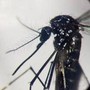 Dengue, in Italia quasi 700 casi in 2024. Torna allarme zanzare, Bassetti: &quot;Momento di agire&quot;
