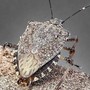Cimice asiatica, torna l’emergenza: danni record a pere e mais, allarme degli agricoltori