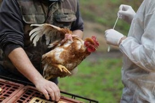 Aviaria, 60 focolai in Ue. La Commissione: "Monitoriamo attentamente"