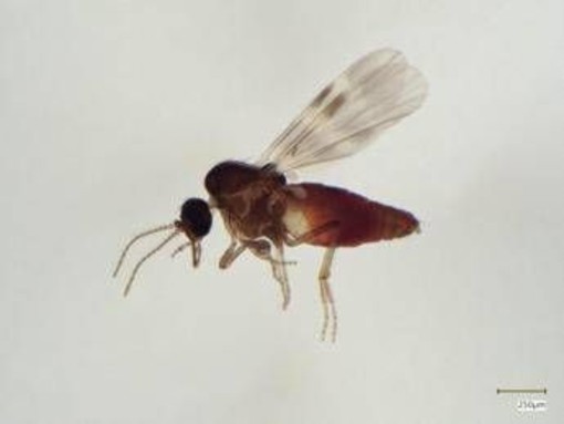 Virus Shamonda, chi lo trasmette? L'imputato è il Culicoides: identikit del 'moscerino pungente'