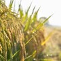 Agricoltura: Ismea, prorogato al 15 dicembre termine domande al Fondo Inail da 10 mln per trattori Agricoltura: Ismea, prorogato al 15 dicembre termine domande al Fondo Inail da 10 mln per trattori