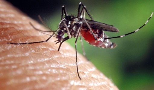 Zanzare e contagi in aumento: &quot;La Regione intervenga sul West Nile Virus&quot;